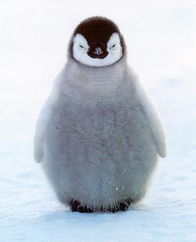 penguin-chick.jpeg